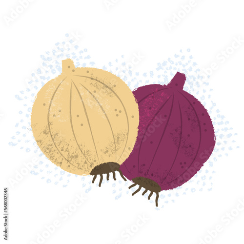 yellow onion red onion onions hand-drawn illustration with textures. Healthy organic food concept. Elements on different layers for ease of use. Full vector. Transparent background.