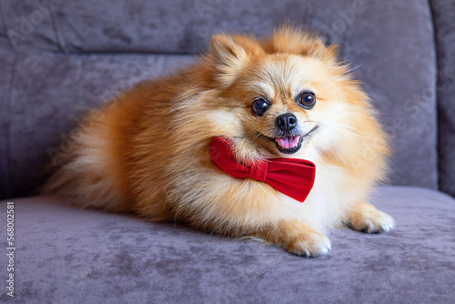 Red spitz dog on a gray-brown background with a red bow