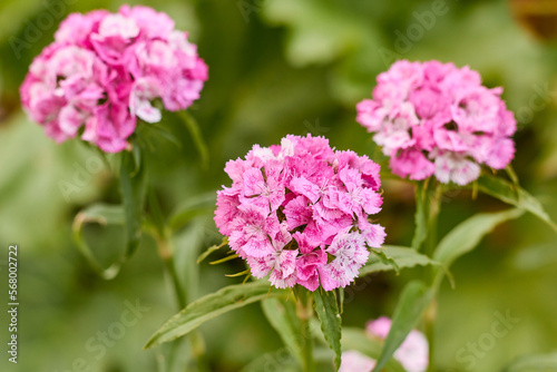 Flowers Carnation bearded (Dianthus barbatus).