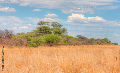African savanna landscape with yellow grass - Namibia, South Africa
