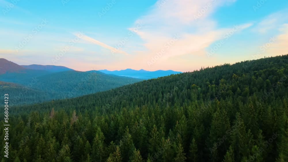 Aerial view of amazing scenery with dark mountain hills covered with forest pine trees at autumn sunrise. Beautiful wild woodland at dawn Aerial view of amazing scenery with dark mountain hills covered with forest pine trees at autumn sunrise. Beautiful wild woodland at dawn