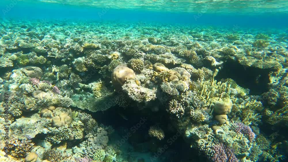 Coral reef underwater in the sea. Coral reef underwater in the sea.