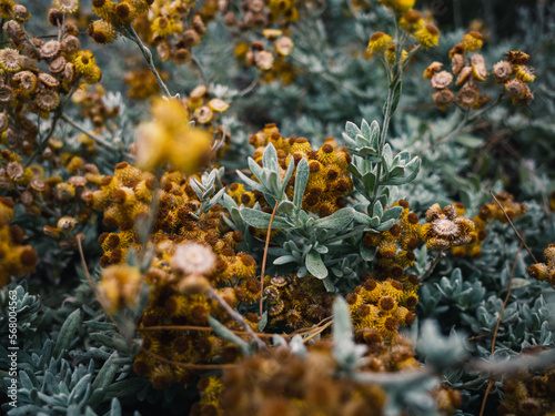 Helichrysum Everlasting flowers