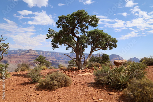 tree on the cliff in the grand canyon