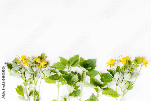 Nettle and celandine on a white background, medicinal plants photo