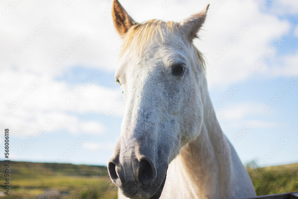 Fototapeta premium Muzzle of the wild white horse.