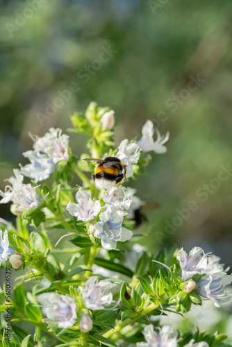 Bee collecting pollen on a white flower. Honey bee on a white taginaste (Echium decaisnei) collecting honey. Flora of Gran Canaria, Echium decaisnei flowering in January © ikuday