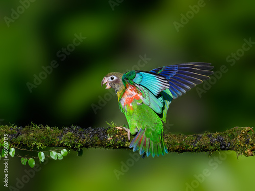 Brown-hooded Parrot with open wings portrait on mossy stick against dark green background