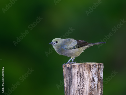 Palm Tanager portrait on fence post against dark green background