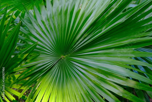 Indonesia Sumbawa - Palm leaf close up