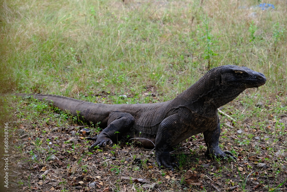Indonesia Komodo National Park - Komodo dragon - Varanus komodoensis Indonesia Komodo National Park - Komodo dragon - Varanus komodoensis