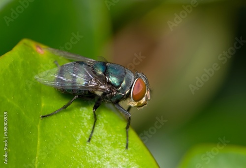 Bluebottle fly (Lucilia sericata) resting on a leaf. Common blowflies that are found worldwide, usually in tropical climates. © Brett