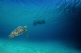 a sea turtle in its environment in the caribbean sea