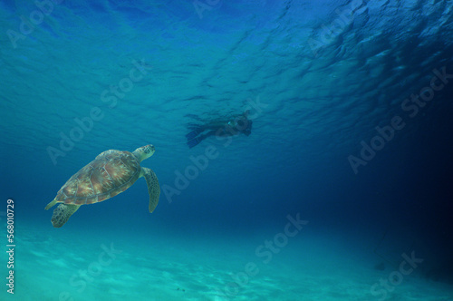 a sea turtle in its environment in the caribbean sea