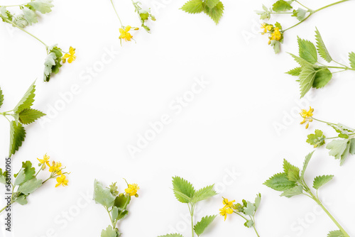Nettle and celandine on a white background, medicinal plants