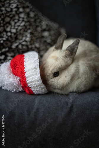 A small gray light Rabbit on the sofa hides his nose in a Santa Claus hat