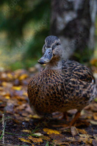 Close-up portrait of a wild duck on a natural background