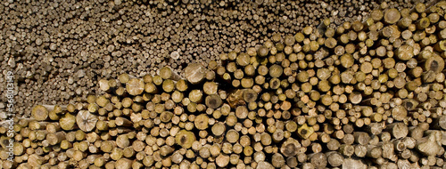 sawn tree trunks of different sizes arranged in a large pile,background,