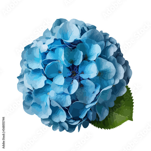 Blue hydrangea flowers. Vector stock illustration eps10.