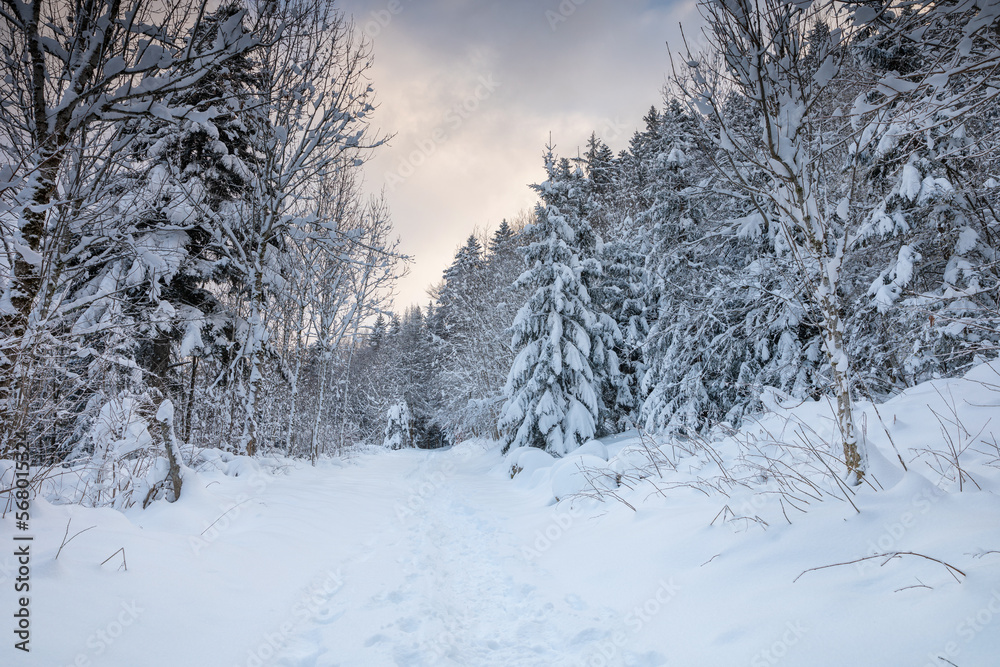 Obraz premium randonnée en forêt en hiver en Haute-Savoie