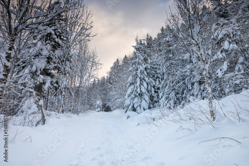 randonnée en forêt en hiver en Haute-Savoie © rochagneux