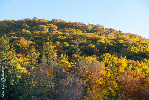 Fototapeta Naklejka Na Ścianę i Meble -  Die Farben des Herbstes