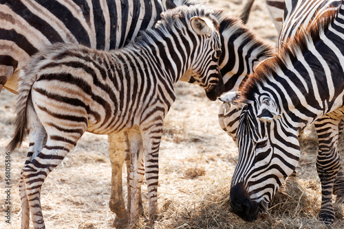 Wild zebra family eating dry grass in the zoo. breeding zebras on farms.
