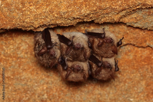 Geoffroy's bat (Myotis emarginatus) wintering group in the wine cellar