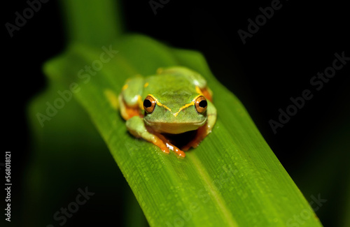 Yellow-striped Reed Frog (Hyperolius semidiscus) © Craig