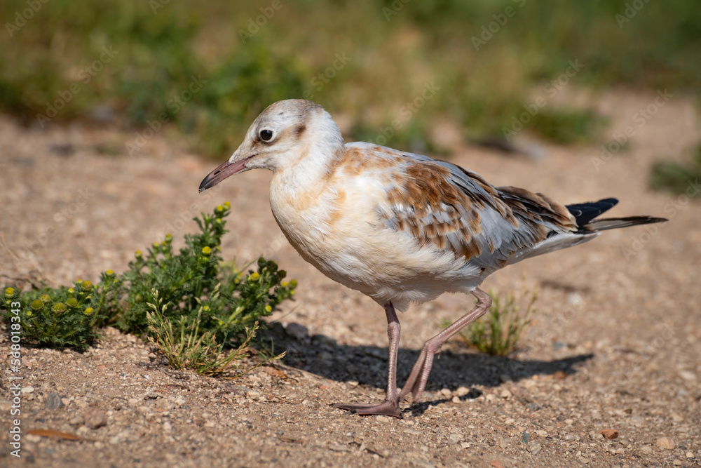 Obraz premium Black-headed gull chick