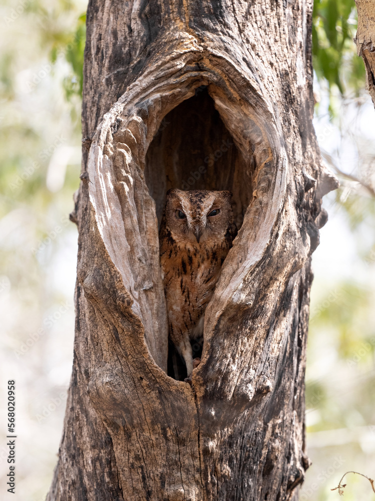 Fototapeta premium Torotoro scops owl, Otus rutilus madagascariensis, sitting in a tree hollow. Kirindy Private Reserve. Madagascar.