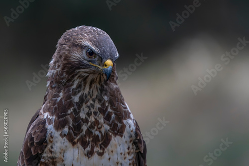 Portrait of a beutiful Common Buzzard (Buteo buteo) in the forest of Noord Brabant in the Netherlands. 