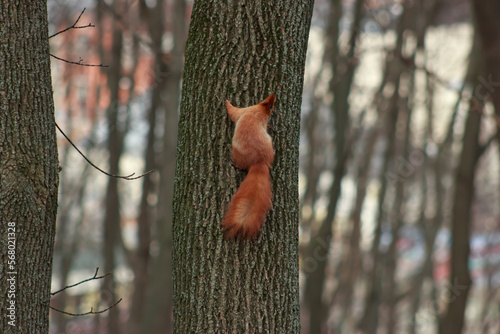 Red squirrel climbing a tree up