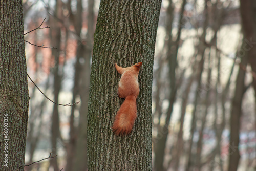 Red squirrel climbing a tree up