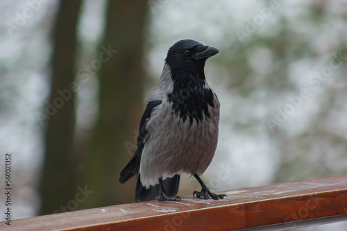 black and gray crow sits on a railing and poses for a cameraman photo