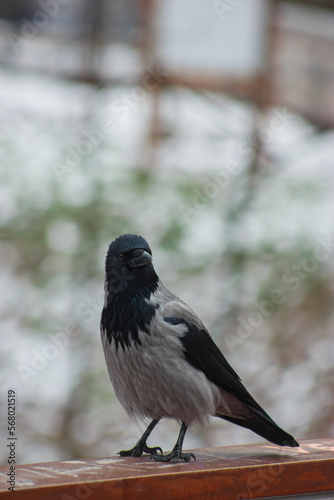 black and gray crow sits on a railing and poses for a cameraman