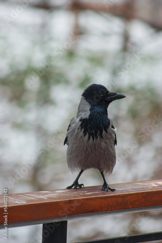black and gray crow sits on a railing and poses for a cameraman
