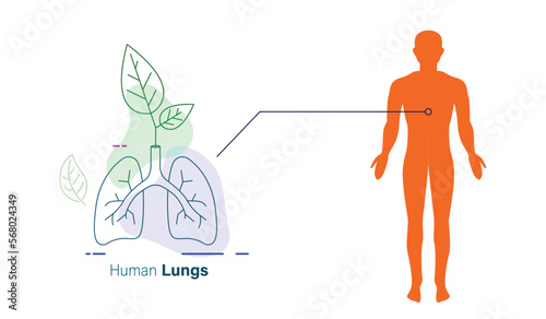 human lungs and human line art medical vector illustration 