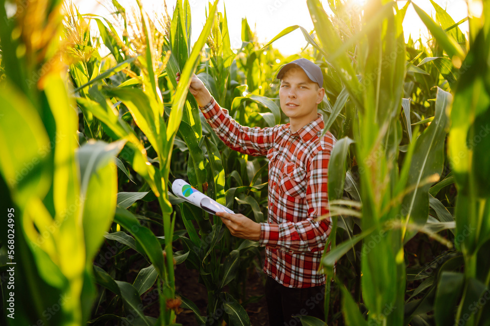 Farmer standing in corn field examining crop. Harvest care concept. Agriculture, gardening or ecology concept. Farmer standing in corn field examining crop. Harvest care concept. Agriculture, gardening or ecology concept.