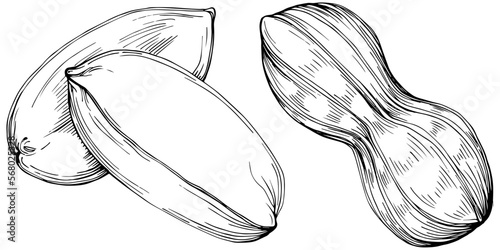 Peanut hand-drawn Vector Illustration isolated on white background. Retro style farm product for restaurant menu, market label, logo, emblem and kitchen design. Decoration for food packaging.