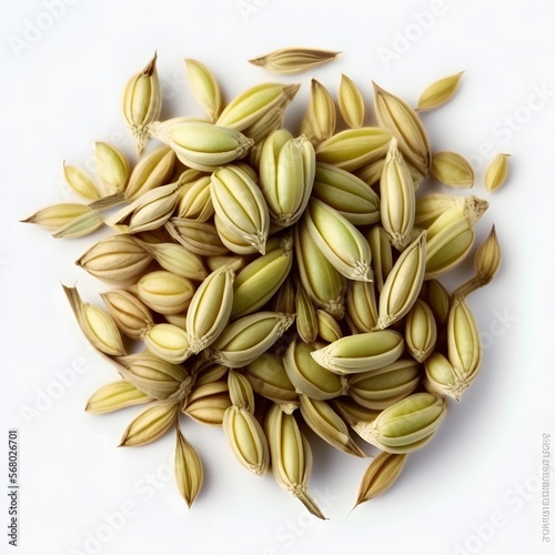 close up of a fennel seeds isolated on white background. with focus stacking