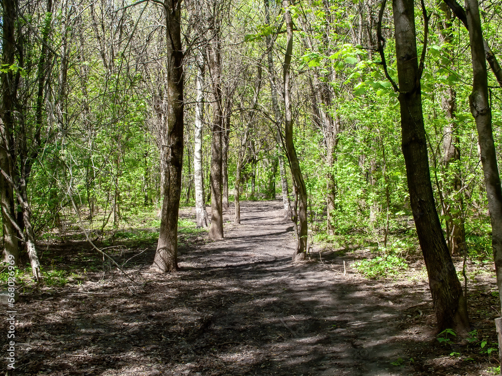 trail on a clear day in the woods trail on a clear day in the woods