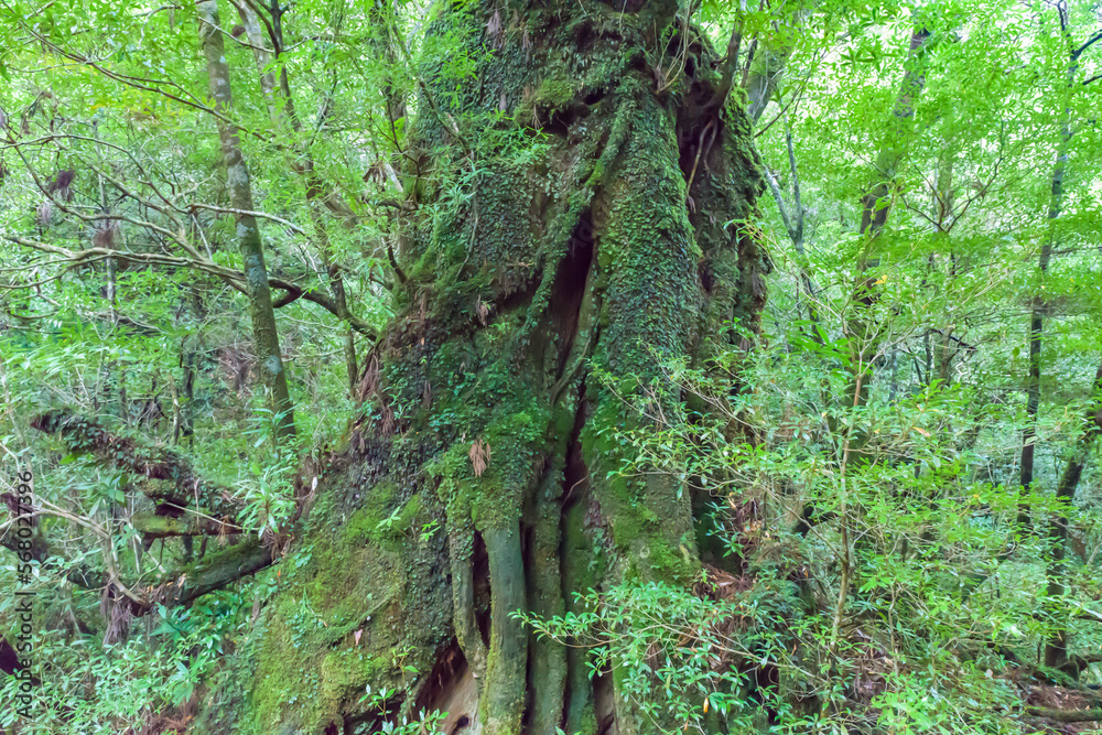 View of the Shiratani Unsuikyo Ravine in the Yakushima Island, Japan, laurel forest, yakusugi, mosses View of the Shiratani Unsuikyo Ravine in the Yakushima Island, Japan, laurel forest, yakusugi, mosses