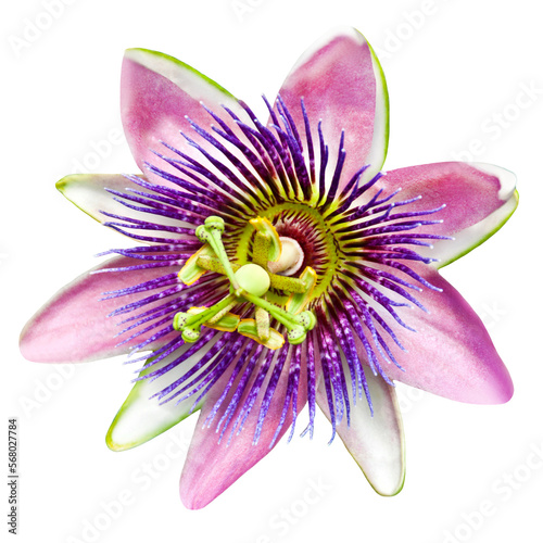 Foto Passiflora Passionsblume und Hintergrund transparent PNG cut out   Passion flowe