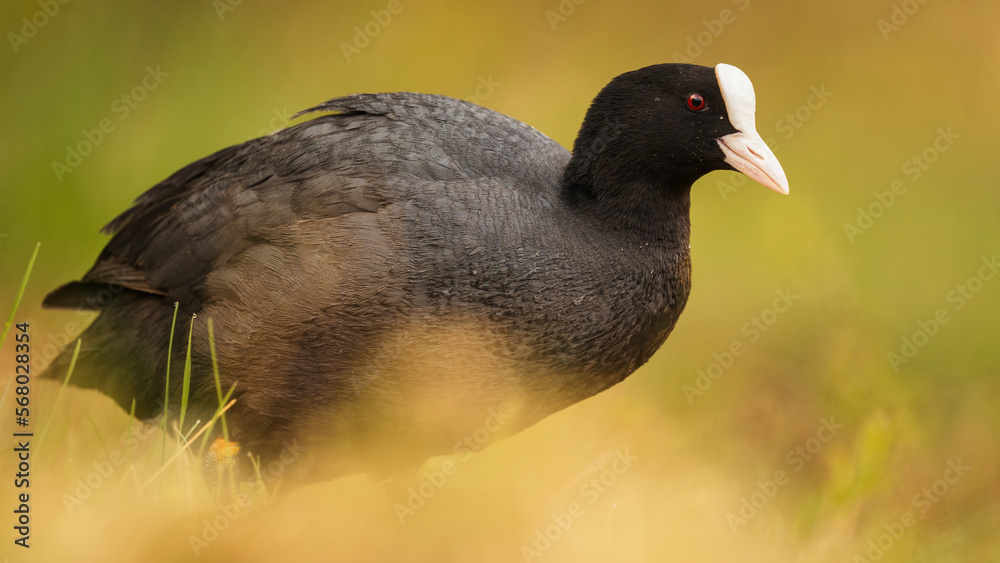 Blässhuhn (Fulica atra)auf einem Teich Blässhuhn (Fulica atra)auf einem Teich
