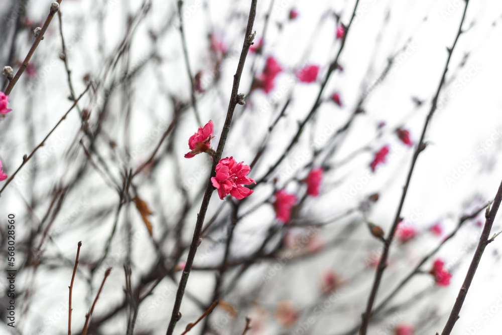 First flowers of sakura tree growing in Vietnam First flowers of sakura tree growing in Vietnam