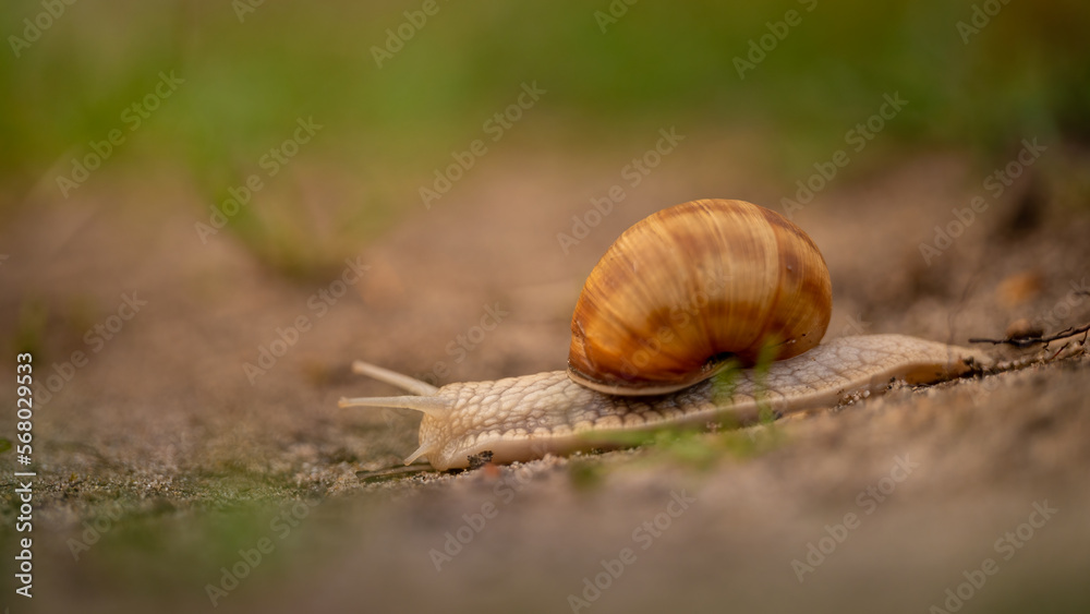 Weinbergschnecke (Helix pomatia) an einem Strand Weinbergschnecke (Helix pomatia) an einem Strand