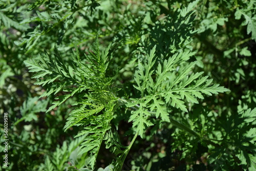 Ambrosia