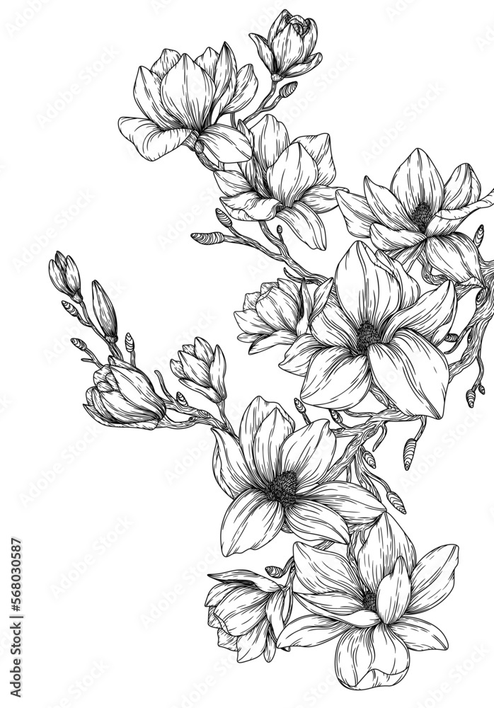 Vector illustration of magnolia blossom branch in engraving style