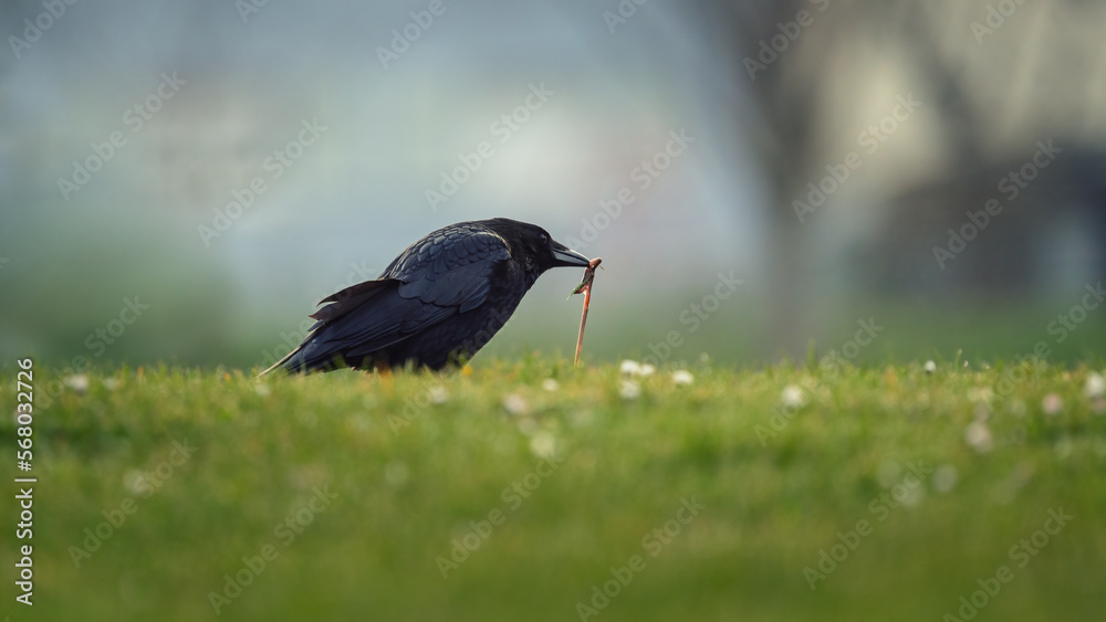 Rabenvögel (Corvidae) mit einem Wurm im Schnabel Rabenvögel (Corvidae) mit einem Wurm im Schnabel